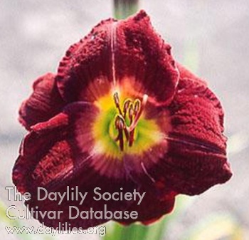Daylily My Obsession